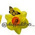 daffodil90